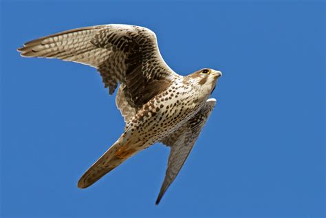 Falcon Bird Flight Wings Flap Sky Blue White Wallpapers Hd