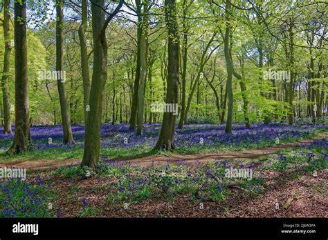 Woodland Bluebells In Spring Stock Photo Alamy