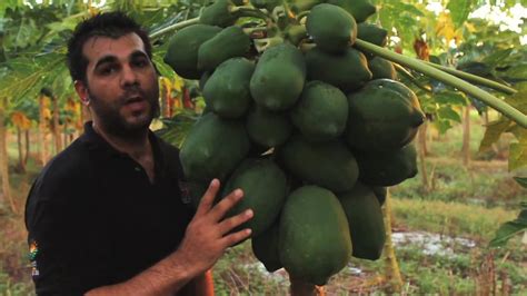 Papaya Tropical Fruit Growers Of South Florida Youtube