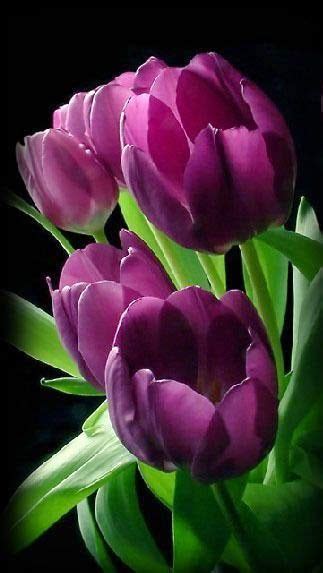 Blustery morning and came across a short path leading to the beach next to a condo tower. Deep purple tulip | Tulips flowers, Beautiful flowers ...