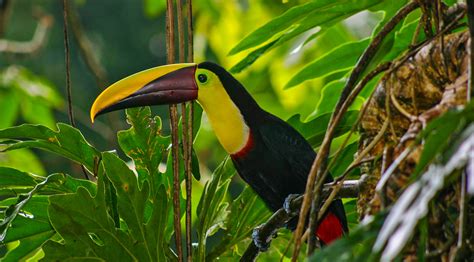 We did not find results for: Birds of Paradise: The Songs and Colors of Central America ...