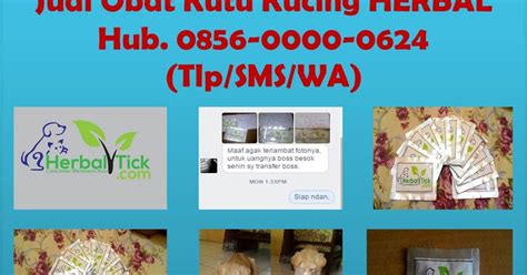 Check spelling or type a new query. gambar kucing warna oren