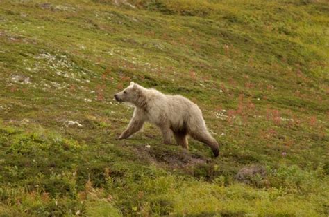 This Rare White Grizzly Bear Was Spotted In Canada And It Is Beautiful