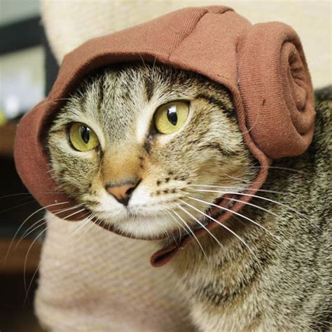 A Cat Wearing A Hoodie On Top Of Its Head And Looking At The Camera