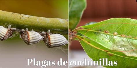 Conozca Las Plagas M S Comunes En Jardines Y Elim Nelas Con Ant