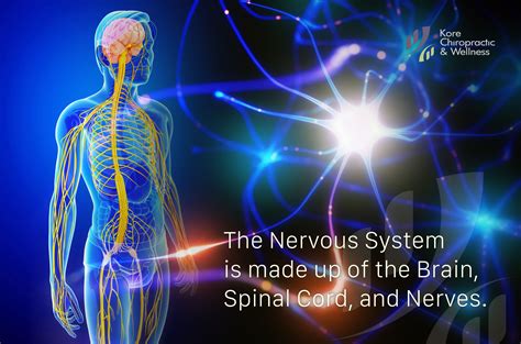 Learn about quick facts brain, spinal cord, and nerve disorders symptoms, diagnosis and treatment in the merck manual. The Nervous System is made up of the 🧠 Brain, Spinal Cord ...