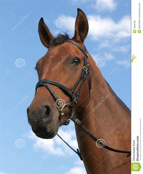 horse head royalty  stock photo image