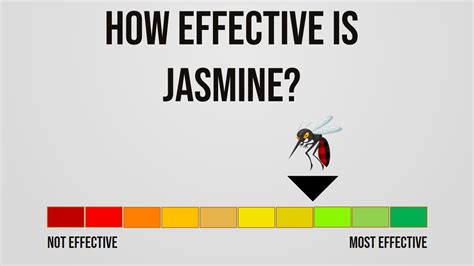 Does Jasmine Repel Mosquitoes Bestconsumerreviews