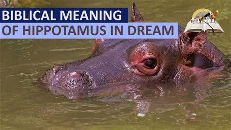 Biblical Meaning Of Hippopotamus In Dream Spiritual Meaning Of Hippo