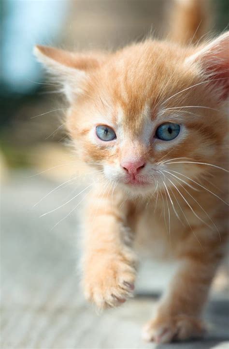 Cute Ginger Kitten With Blue Eyes Stock Photo Image Of Gray Animal