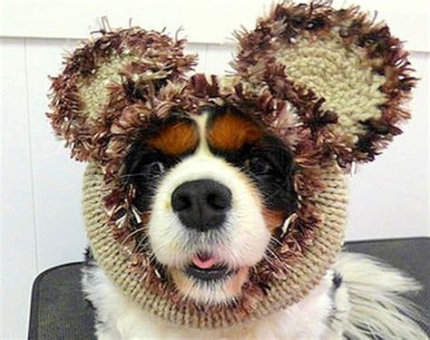 Dogs Who Are Thrilled With Their New Hats Life With Dogs