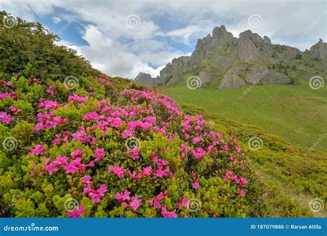 Wondeful Summer Landscape Spectacular Colorful Pink Rhododendron