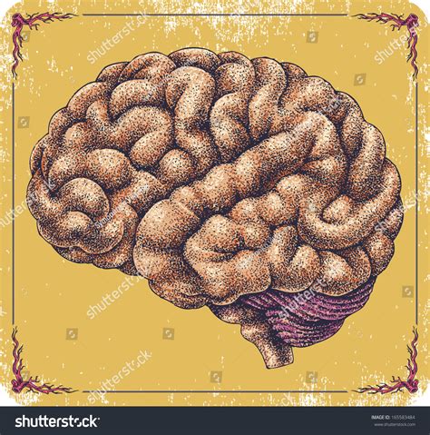 Hand Drawn Vector Human Brain Royalty Free Stock Vector 165583484