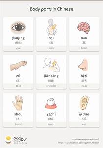 Body Parts In Mandarin Chinese Story Of Eggbun Education Medium