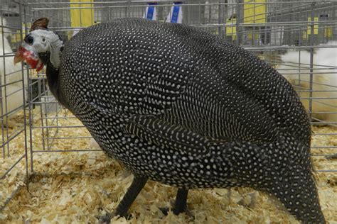 Breed Selection Guinea Fowl Animal And Food Sciences