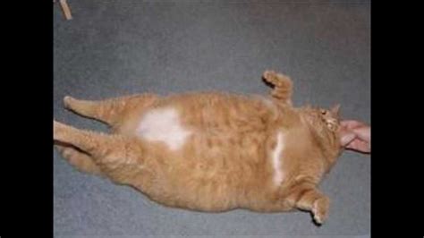 Fattest Cat In The World 2013 Which Cat Is The Largest Cat In The