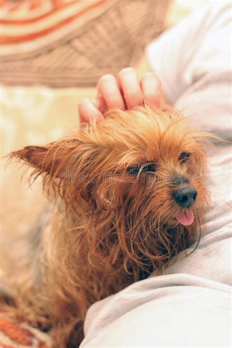 A Wet Yorkshire Terrier With Its Tongue Hanging Out Is Sitting Next To The Owner A Human Hand