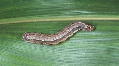 How To Treat Your Lawn For Lawn Grub And Armyworm Specialist Sales