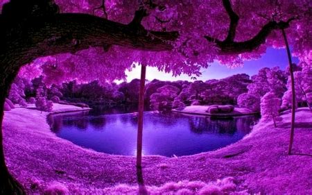 Purple Trees And World - Forests & Nature Background Wallpapers on ...