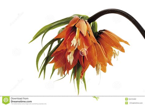 Crown Imperial Fritillaria Imperialis Close Up Stock Image Image