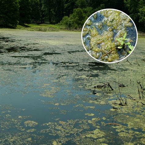 Algae And Weed Identification Clean Ponds Pond Lake Management