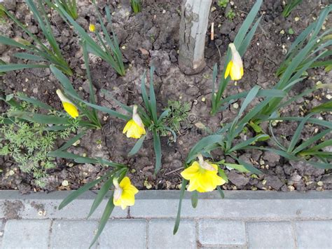 Narcisi giallo piccoli fiori giardino. Piccoli Fiori Della Molla Gialla In Un Prato Con Erba ...