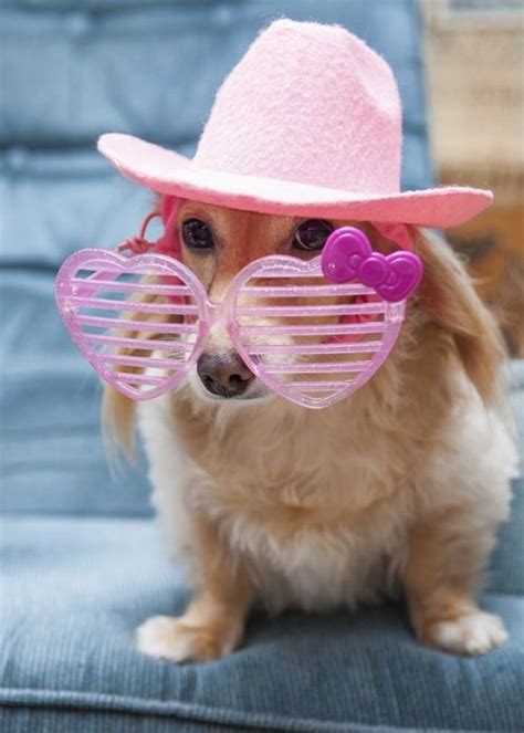 Adorable Dog Wearing A Pink Hat And Pink Heart Glasses Little Puppies