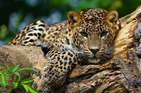 40 Rainforest Animals Birds Mammals And More From Little Passports