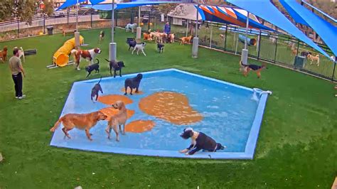 Lucys Doggy Daycare And Spa Webcams In San Antonio