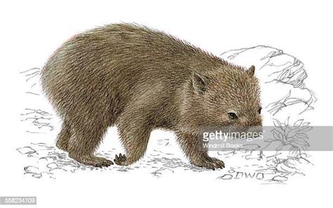 Common Wombat Photos Et Images De Collection Getty Images