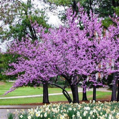 Forest Pansy Redbud Forest Pansy Redbud Tree — Plantingtree