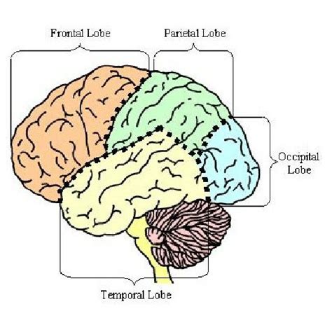 2 Brain Structures Cerebrum Cerebellum Limbic System And Brain