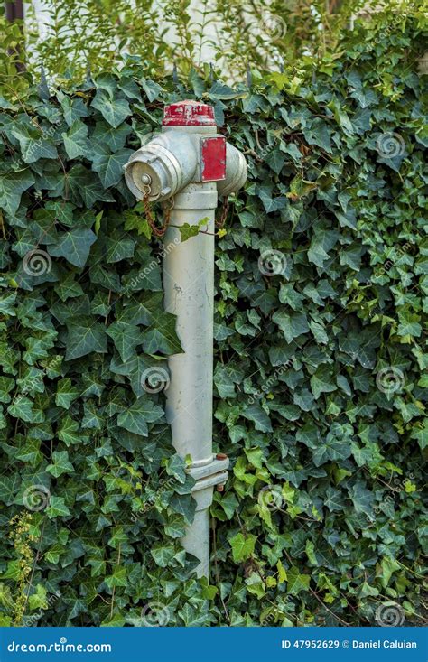 Fire Hydrant Covered In Ivy Stock Image Image Of Weeds Iron 47952629