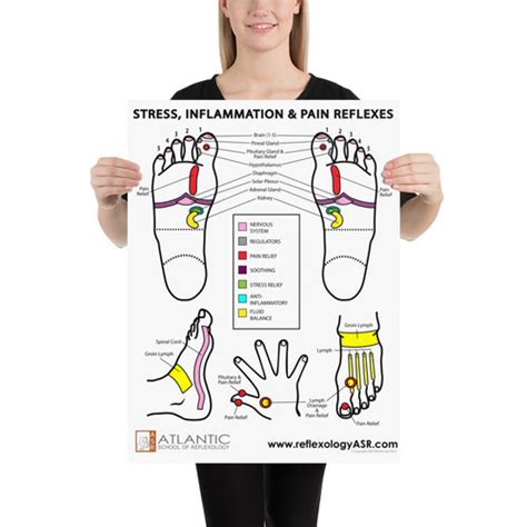 Stress Inflammation And Pain Reflexes Poster 18x24 Asr Reflexology