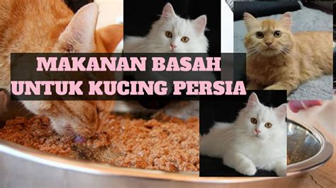 Cara Buat Makanan Kucing Hemat Makanan Kucing Wet Food Cara Bikin