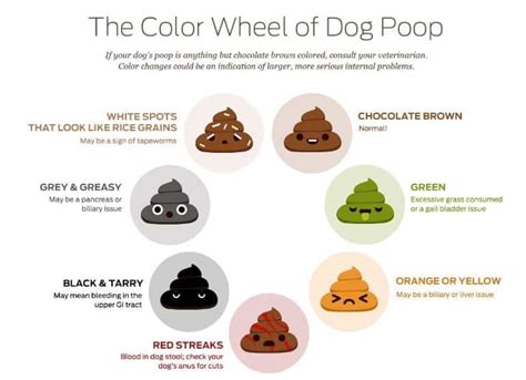 Dog Poop Color Chart What It Shows About Your Chis Health Latest