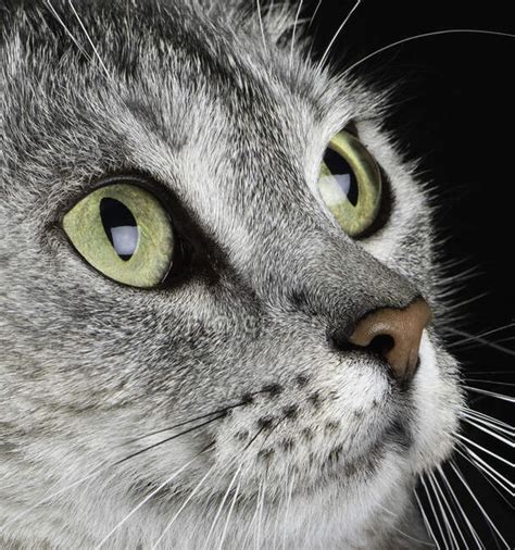 Close Up Portrait Of A Grey Tabby Cats Face — Domestic Animals Side