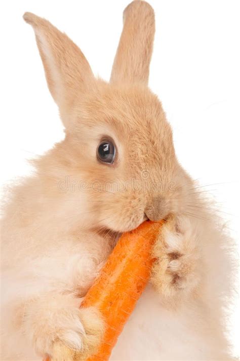 A Rabbit Holding A Carrot In Its Mouth