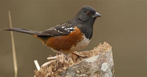 Head appears black with white splotches surrounding the eyes, and throat is white with black streaks. Photos and Videos for Spotted Towhee, All About Birds ...