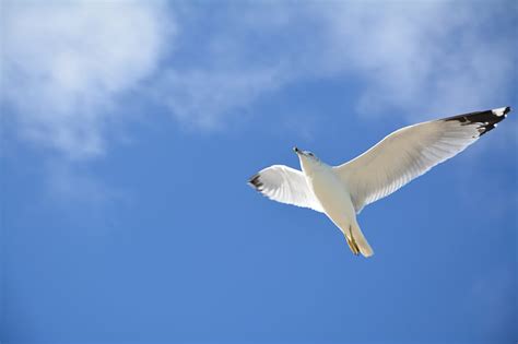 Seagull Flight Sky Bird Hd Wallpaper Peakpx