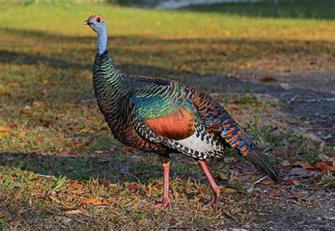 The 12 most endangered animals in Guatemala