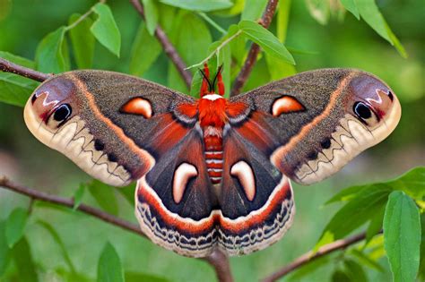 Cecropia Moth Identification Life Cycle Facts And Pictures
