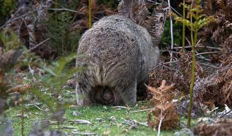 Wombat Bums Theres More Than Meets The Eye Australian Geographic