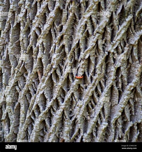Ash Tree Bark Hi Res Stock Photography And Images Alamy