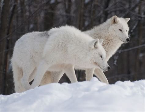 Image Detail For Snowy White Wolves Animals Arctic Wolves Baby
