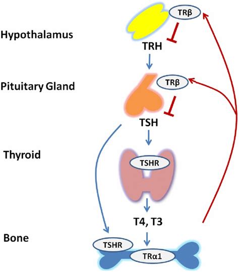 Thyroid Hormone Chloregy Corporate Green Research Network