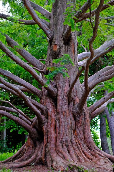 29,146 likes · 9 talking about this. The hunt is on for Toronto's favourite trees | Toronto Star