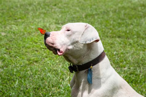 He has a massive head with cropped or natural ears and a smooth white coat. Dogo Argentino - Full Profile, History, and Care
