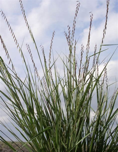 Sideoats Grama Official State Grass Of Texas Authentic Texas