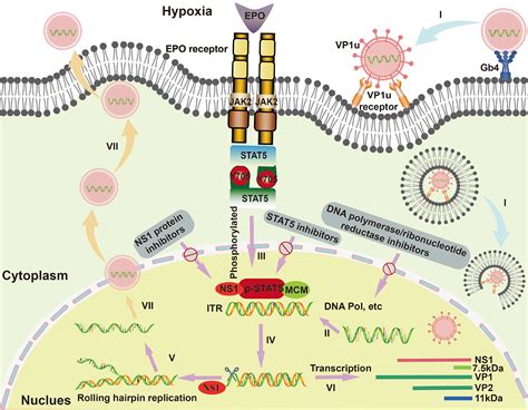 Frontiers Towards The Antiviral Agents And Nanotechnology Enabled